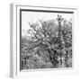 Awesome South Africa Collection Square - Look Giraffes II B&W-Philippe Hugonnard-Framed Photographic Print