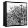 Awesome South Africa Collection Square - Look Giraffes II B&W-Philippe Hugonnard-Framed Stretched Canvas