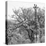 Awesome South Africa Collection Square - Look Giraffes II B&W-Philippe Hugonnard-Stretched Canvas