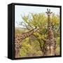 Awesome South Africa Collection Square - Look Giraffes II-Philippe Hugonnard-Framed Stretched Canvas