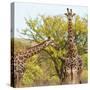 Awesome South Africa Collection Square - Look Giraffes II-Philippe Hugonnard-Stretched Canvas