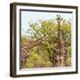 Awesome South Africa Collection Square - Look Giraffes II-Philippe Hugonnard-Framed Photographic Print