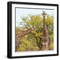 Awesome South Africa Collection Square - Look Giraffes II-Philippe Hugonnard-Framed Photographic Print
