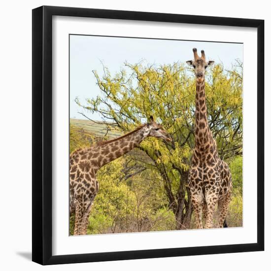 Awesome South Africa Collection Square - Look Giraffes II-Philippe Hugonnard-Framed Photographic Print