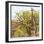 Awesome South Africa Collection Square - Look Giraffes II-Philippe Hugonnard-Framed Photographic Print