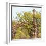 Awesome South Africa Collection Square - Look Giraffes II-Philippe Hugonnard-Framed Photographic Print