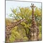 Awesome South Africa Collection Square - Look Giraffes II-Philippe Hugonnard-Mounted Photographic Print