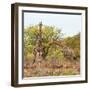 Awesome South Africa Collection Square - Look Giraffes-Philippe Hugonnard-Framed Photographic Print