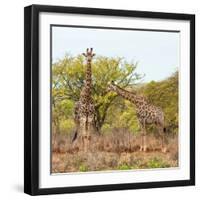 Awesome South Africa Collection Square - Look Giraffes-Philippe Hugonnard-Framed Photographic Print