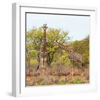 Awesome South Africa Collection Square - Look Giraffes-Philippe Hugonnard-Framed Photographic Print