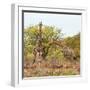 Awesome South Africa Collection Square - Look Giraffes-Philippe Hugonnard-Framed Photographic Print