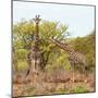 Awesome South Africa Collection Square - Look Giraffes-Philippe Hugonnard-Mounted Photographic Print