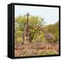 Awesome South Africa Collection Square - Look Giraffes-Philippe Hugonnard-Framed Stretched Canvas