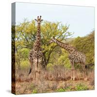 Awesome South Africa Collection Square - Look Giraffes-Philippe Hugonnard-Stretched Canvas