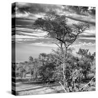 Awesome South Africa Collection Square - Natural African Landscape B&W-Philippe Hugonnard-Stretched Canvas