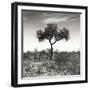 Awesome South Africa Collection Square - One Acacia Tree B&W-Philippe Hugonnard-Framed Photographic Print