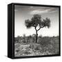 Awesome South Africa Collection Square - One Acacia Tree B&W-Philippe Hugonnard-Framed Stretched Canvas