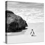 Awesome South Africa Collection Square - Penguin Alone on the Beach B&W-Philippe Hugonnard-Stretched Canvas