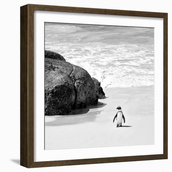 Awesome South Africa Collection Square - Penguin Alone on the Beach B&W-Philippe Hugonnard-Framed Photographic Print