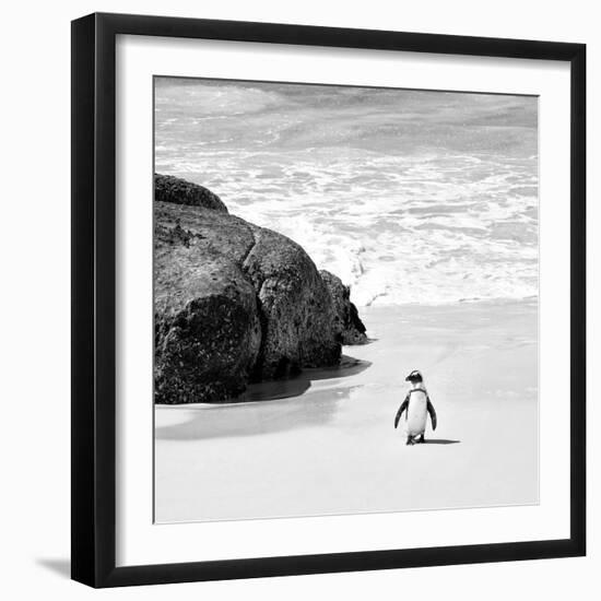 Awesome South Africa Collection Square - Penguin Alone on the Beach B&W-Philippe Hugonnard-Framed Photographic Print