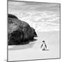 Awesome South Africa Collection Square - Penguin Alone on the Beach B&W-Philippe Hugonnard-Mounted Photographic Print