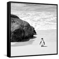 Awesome South Africa Collection Square - Penguin Alone on the Beach B&W-Philippe Hugonnard-Framed Stretched Canvas