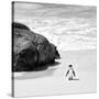 Awesome South Africa Collection Square - Penguin Alone on the Beach B&W-Philippe Hugonnard-Stretched Canvas