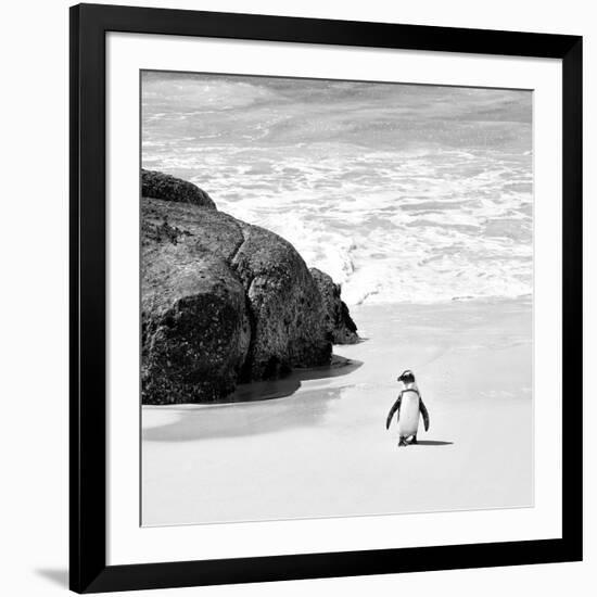 Awesome South Africa Collection Square - Penguin Alone on the Beach B&W-Philippe Hugonnard-Framed Photographic Print