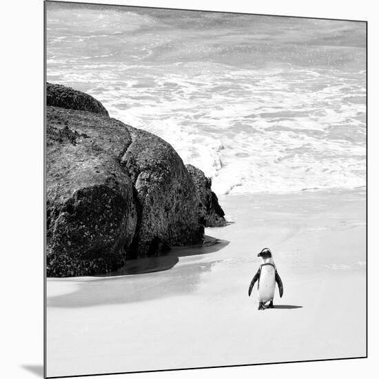 Awesome South Africa Collection Square - Penguin Alone on the Beach B&W-Philippe Hugonnard-Mounted Photographic Print