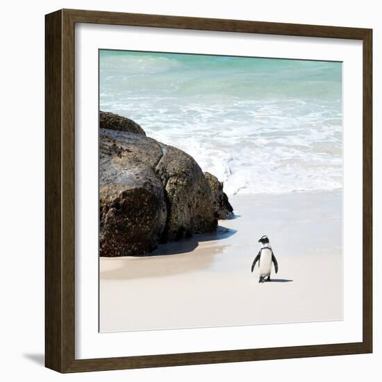 Awesome South Africa Collection Square - Penguin Alone on the Beach-Philippe Hugonnard-Framed Photographic Print