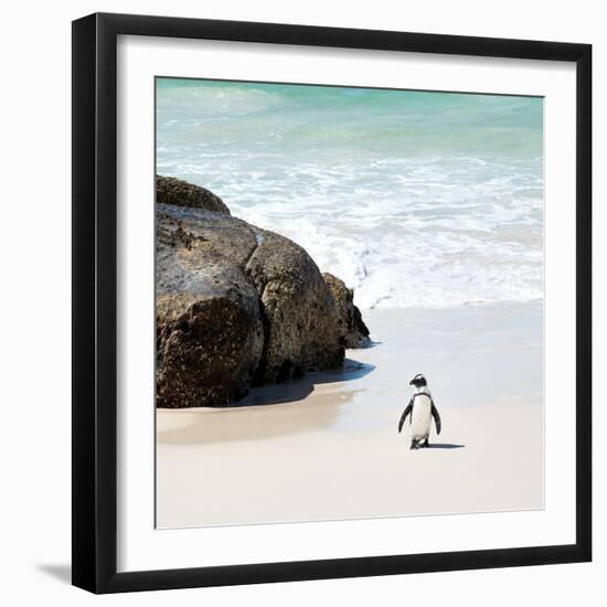 Awesome South Africa Collection Square - Penguin Alone on the Beach-Philippe Hugonnard-Framed Photographic Print