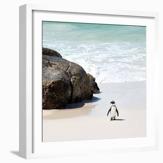 Awesome South Africa Collection Square - Penguin Alone on the Beach-Philippe Hugonnard-Framed Photographic Print