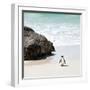 Awesome South Africa Collection Square - Penguin Alone on the Beach-Philippe Hugonnard-Framed Photographic Print