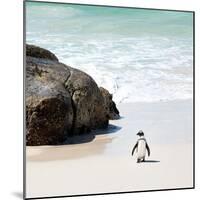 Awesome South Africa Collection Square - Penguin Alone on the Beach-Philippe Hugonnard-Mounted Photographic Print