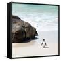 Awesome South Africa Collection Square - Penguin Alone on the Beach-Philippe Hugonnard-Framed Stretched Canvas