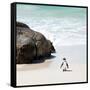 Awesome South Africa Collection Square - Penguin Alone on the Beach-Philippe Hugonnard-Framed Stretched Canvas