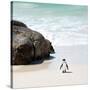 Awesome South Africa Collection Square - Penguin Alone on the Beach-Philippe Hugonnard-Stretched Canvas