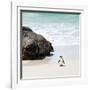 Awesome South Africa Collection Square - Penguin Alone on the Beach-Philippe Hugonnard-Framed Photographic Print