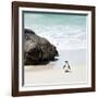 Awesome South Africa Collection Square - Penguin Alone on the Beach-Philippe Hugonnard-Framed Photographic Print