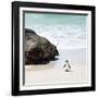 Awesome South Africa Collection Square - Penguin Alone on the Beach-Philippe Hugonnard-Framed Photographic Print