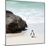 Awesome South Africa Collection Square - Penguin Alone on the Beach-Philippe Hugonnard-Mounted Premium Photographic Print