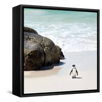 Awesome South Africa Collection Square - Penguin Alone on the Beach-Philippe Hugonnard-Framed Stretched Canvas