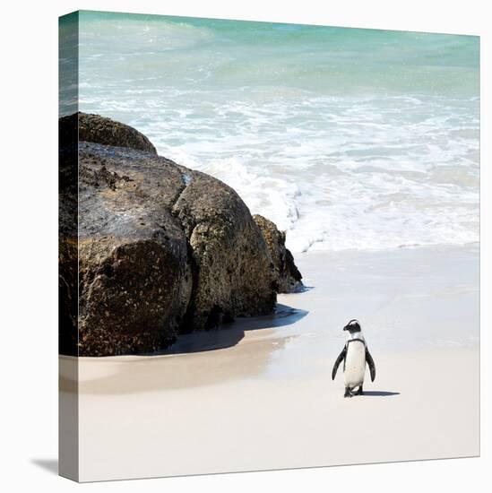 Awesome South Africa Collection Square - Penguin Alone on the Beach-Philippe Hugonnard-Stretched Canvas