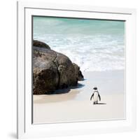 Awesome South Africa Collection Square - Penguin Alone on the Beach-Philippe Hugonnard-Framed Photographic Print