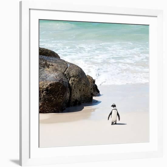 Awesome South Africa Collection Square - Penguin Alone on the Beach-Philippe Hugonnard-Framed Photographic Print