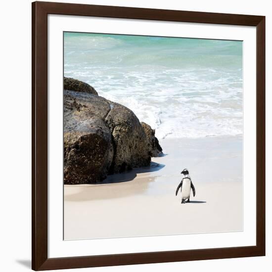 Awesome South Africa Collection Square - Penguin Alone on the Beach-Philippe Hugonnard-Framed Photographic Print
