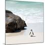 Awesome South Africa Collection Square - Penguin Alone on the Beach-Philippe Hugonnard-Mounted Photographic Print