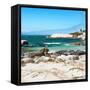Awesome South Africa Collection Square - Penguin Colony on Beach-Philippe Hugonnard-Framed Stretched Canvas