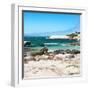 Awesome South Africa Collection Square - Penguin Colony on Beach-Philippe Hugonnard-Framed Photographic Print