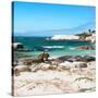 Awesome South Africa Collection Square - Penguin Colony on Beach-Philippe Hugonnard-Stretched Canvas